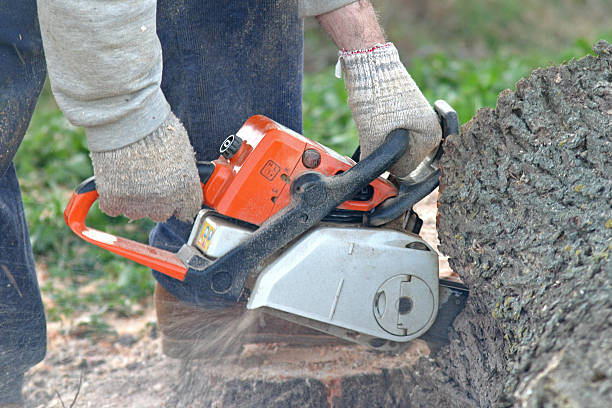  , USA Tree Removal Services Pros